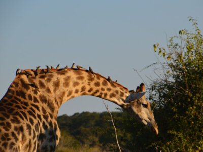 giraffa botswana