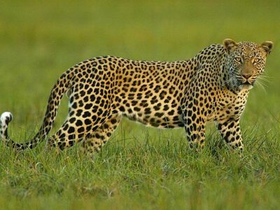 leopardo nel bush