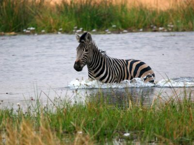 zebra