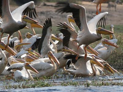 pellicani botswana