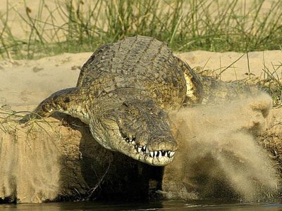coccodrillo botswana