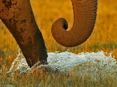 elefante Botswana