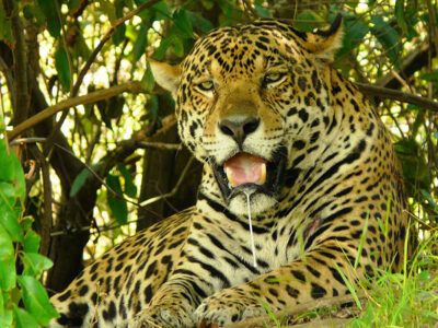 Giaguaro nel Pantanal
