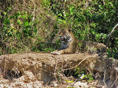 Giaguaro nel Pantanal