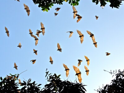 Volo di pipistrelli