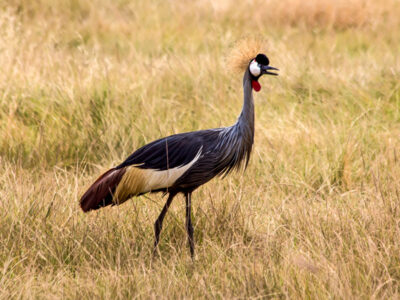 viaggio in Uganda