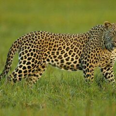 leopardo nel bush