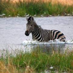 zebra