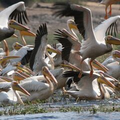 pellicani botswana