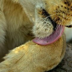 Leone