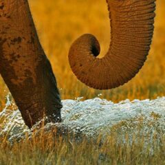 elefante Botswana