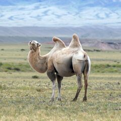 mongolia cammello