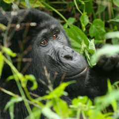 gorilla