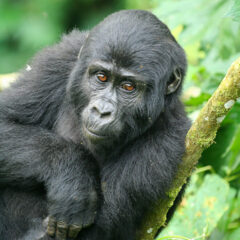 gorilla