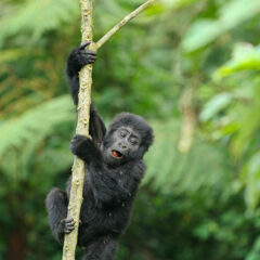 gorilla