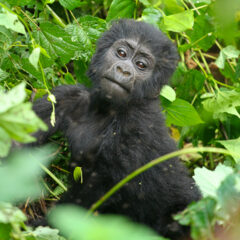 gorilla