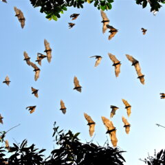 Volo di pipistrelli