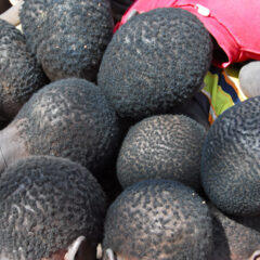 Guinea Bissau