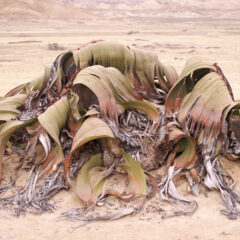 viaggio in Namibia